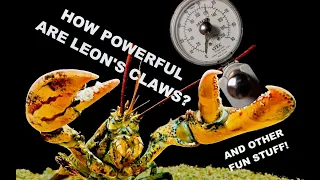 How Powerful Are Leon's Claws?