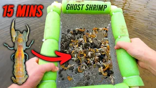 Catching dozens of Ghost Shrimp in mins!