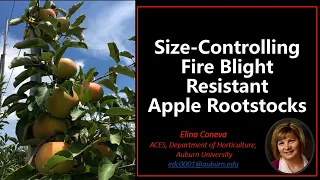 Size Controlling Fire Blight Resistant Apple Rootstocks