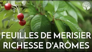 Les feuilles de merisier sont délicieuses et prisées au Japon