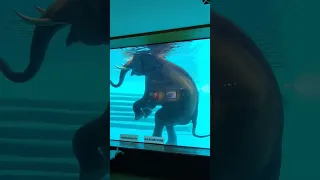 Слон под водой #слон #животные #природа #сафари #shorts