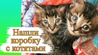 Спасение котят. Нашли коробку с котятами!