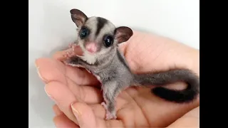 Friendly Sugar Glider