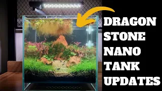 DRAGON STONE NANO TANK AQUARIUM UPDATES!