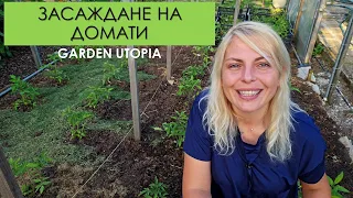 Засаждане на домати | Подготовка на почвата, грижи, борба с болести и вредители - 7.5.2024 г.