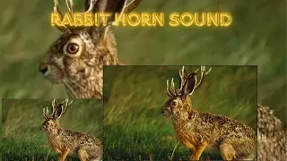 Rabbit horn sound