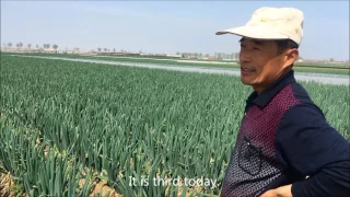How to improve the green Chinese onion production?