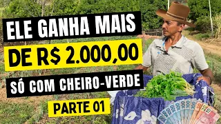 Ele ganha mais de R$ 2.000,00 só com Cheiro-Verde - Colheita na horta do Batista - Parte 01
