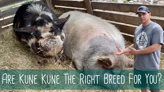 Pros and Cons of Raising Kune Kune Pigs