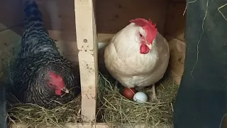 Hen chatting with other hen in nesting box cute🥰🐔😍#cute #chicken #hens #plymouth rock #azureblue