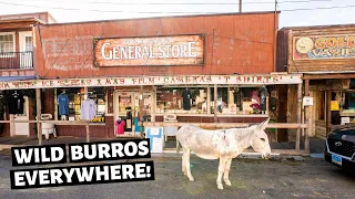 A Town Overrun with Donkeys // Oatman, Arizona