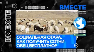 Социальная отара. Как получить сотни овец бесплатно