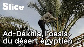 Une oasis dans le redoutable désert égyptien | SLICE