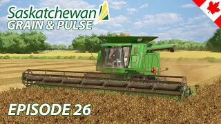 Harvesting Peas & Lentils! - Saskatchewan Grain & Pulse - Episode 26