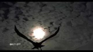 Raven Slow Motion Flight Silhouette Shot on Phantom HD Gold