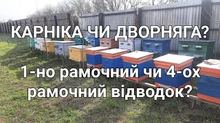 КАРНІКА ЧИ ДВОРНЯГА? ВАРТО ЧИ НЕСТОЇТЬ РОБИТИ ОДНОРАМОЧНИЙ ВІДВОДОК?