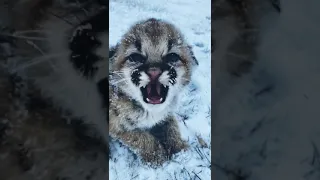 beautiful baby Tiger