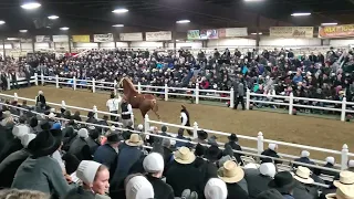 NEW RECORD PRICE $137,500 for draft horse at public auction. 2022 Gordyville Draft horse sale