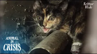 "Save My Baby Who Fell Into A 10m-long Pipe" Mom Cat Cries Out For Help | Animal in Crisis EP114