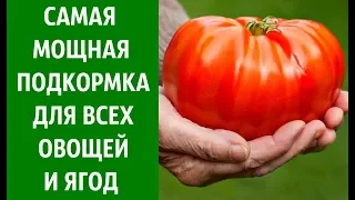 САМЫЙ МОЩНЫЙ СТИМУЛЯТОР РОСТА ДЛЯ ВСЕХ ОВОЩЕЙ🍅🍆 И ЯГОД🍓