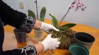 Orchid Care Trick : How to Save Your Potted Orchid From Dying