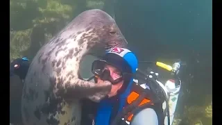 Seal Can't Stop Hugging This Diver
