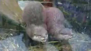 Otters at Sea Life Centre in Scarborough