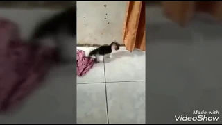 PARAH ANAK KUCING DI KASIH PIL PCC LANGSUNG KEJANG KEJANG