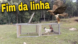 Capturando o gavião