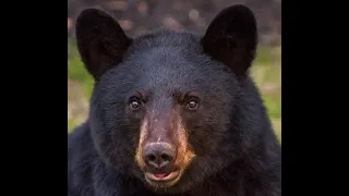 Three Bears Attack Catherine Sweatt Muller