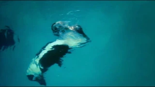 Blackfish Movie Clip - Kasatka and Ken Peters