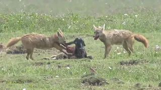 Jackal Eat Baby Wildebeest Alive !!