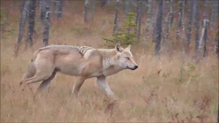 Wolf in eastern Finland at Wild Brown Bear
