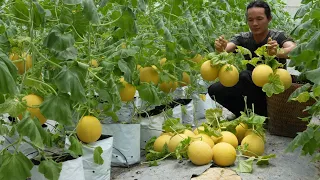 Watermelon for the rich is the most delicious in the summer , Vang Hoa