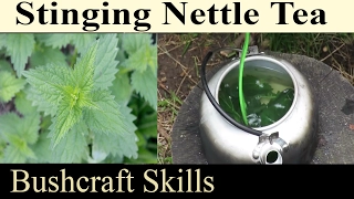 How To Make Stinging Nettle Tea - High Nutritious Herbal Drink For Bushcraft, Prepping And Survival