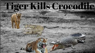 The Tiger Hunts The Crocodile.~The Strongest Animal Fights.2022