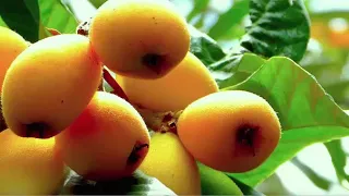 Health Benefits of Loquat Fruit