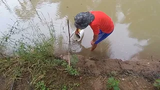 POVOANDO O TANQUE COM TILAPIA JUVENIL