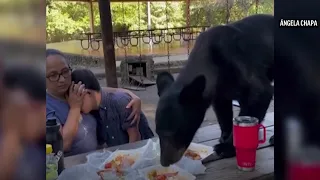 Video shows mother shielding her son as bear leaps on picnic table to devour tacos and enchiladas