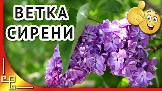 Ветка сирени. Плыл по городу запах сирени