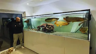 Amazing Monster Arowana Tank - Feeding Big Golden Arowana Fish