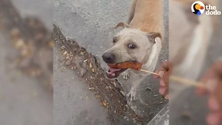 Dog Mom Begs For Food, Then Brings It To Her Puppies | The Dodo