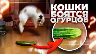 8 ВОПРОСОВ О КОШКАХ, на которые мало кто знает ответ