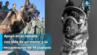 “Bienvenido a México, Proteo”: reciben a perrito rescatista que murió en Turquía