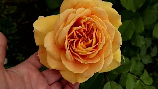 Golden Celebration rose -David Austin - 1992