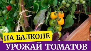 Томаты на балконе от А до Я.  Первый урожай, сорта.