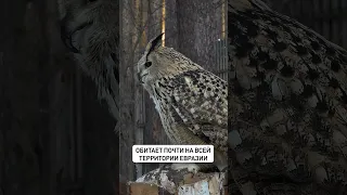 Филин - ночной охотник и высший хищник