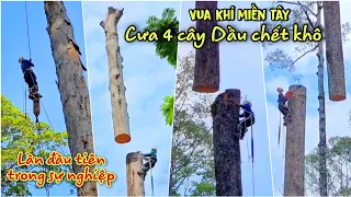 Lần đầu tiên trong sự nghiệp Vua Khỉ cưa cùng lúc 4 cây Dầu chết khô tại Công Viên ở Sài Gòn