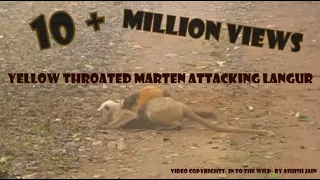 Yellow Throated Marten Attacking Langur( full version) Rarest scenes - Corbett National Park, India