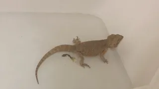 LITTLE BATH 🛀 Beardeddragon poop TIME JIMMY